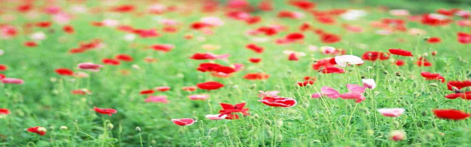 BST3388全球最奢华游戏